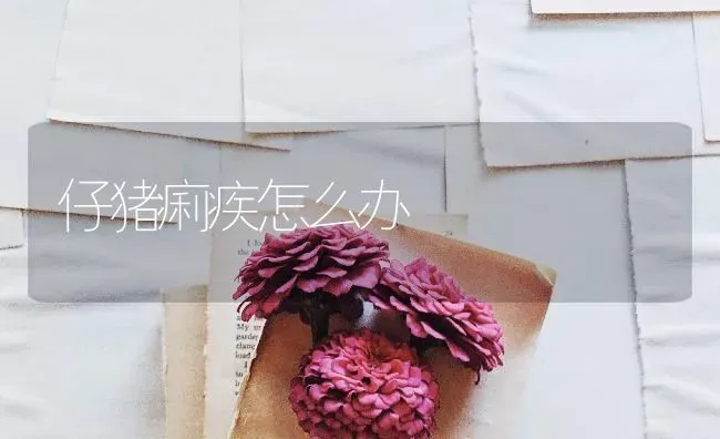 仔猪痢疾怎么办 | 家畜养殖