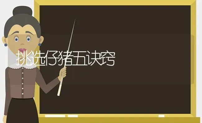 挑选仔猪五诀窍 | 家畜养殖