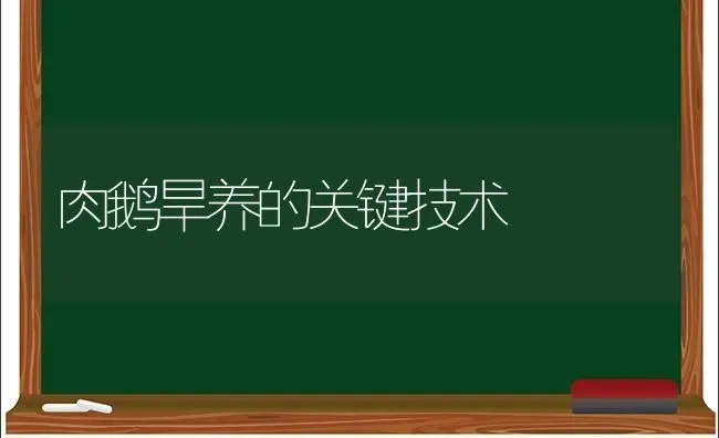 肉鹅旱养的关键技术 | 家禽养殖