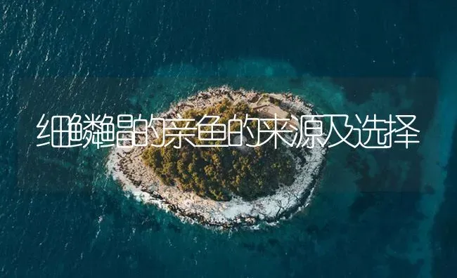 细鳞鲳的亲鱼的来源及选择 | 海水养殖