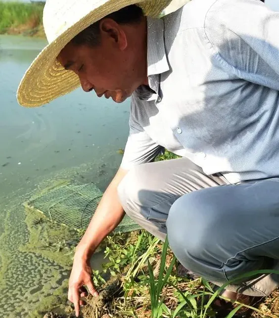 立秋后持续高温热害对稻田小龙虾的影响及应对之策