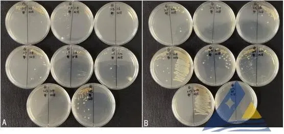[每周一例]南美白对虾肝肠胞虫（EHP）和肝胰腺细小病毒（HPV）混合感染