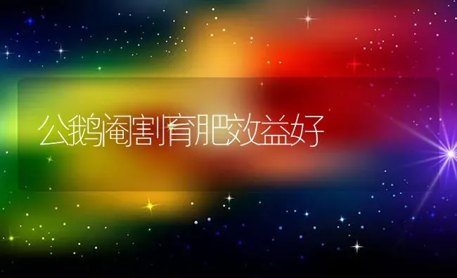 公鹅阉割育肥效益好 | 家禽养殖