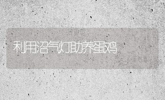 利用沼气灯助养蛋鸡 | 家禽养殖