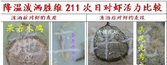 降温期南美白对虾养殖户如何护理好脱壳，避免脱壳不遂偷死