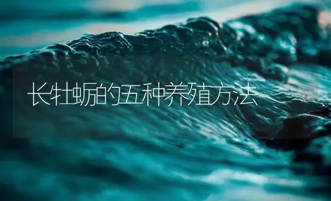 长牡蛎的五种养殖方法 | 海水养殖