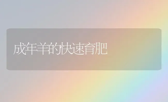 成年羊的快速育肥 | 家畜养殖