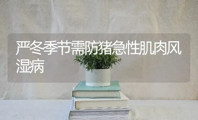 严冬季节需防猪急性肌肉风湿病 | 家畜养殖