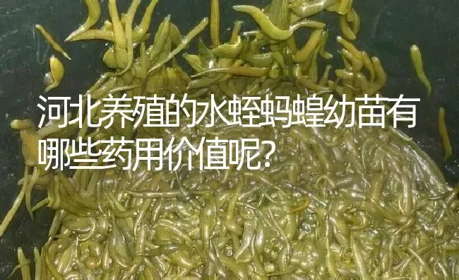 河北养殖的水蛭蚂蝗幼苗有哪些药用价值呢？ | 养殖病虫害防治