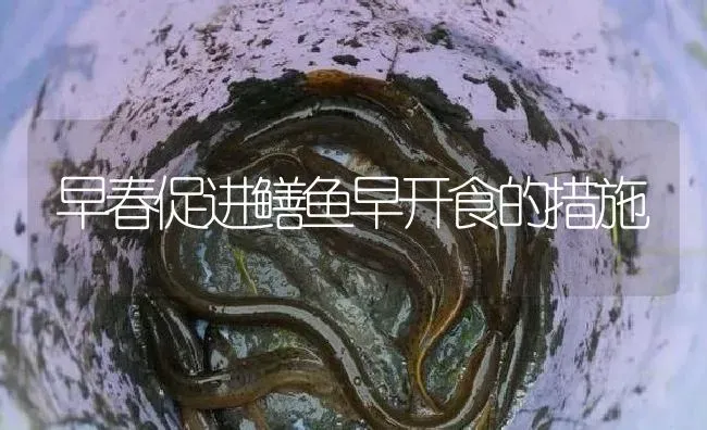 早春促进鳝鱼早开食的措施 | 淡水养殖