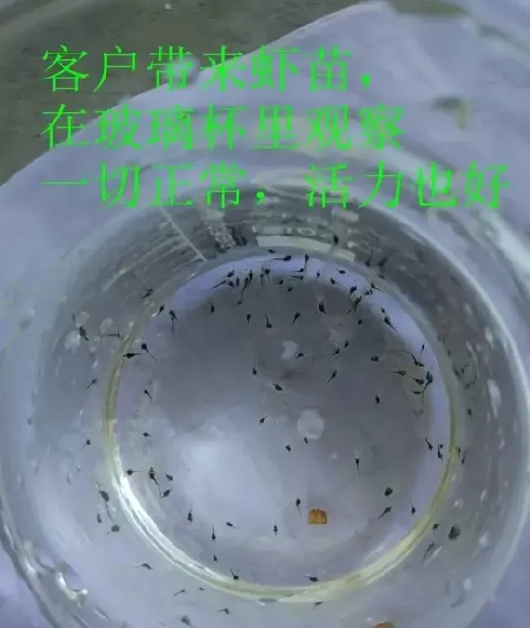 这样的南美白对虾苗你还敢放吗？