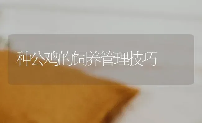 种公鸡的饲养管理技巧 | 家禽养殖