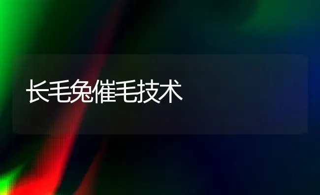 长毛兔催毛技术 | 家畜养殖