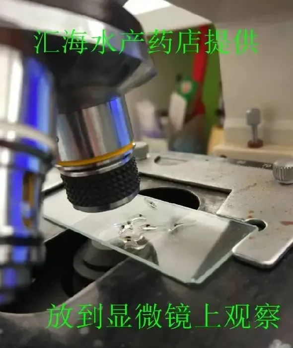 这样的南美白对虾苗你还敢放吗？