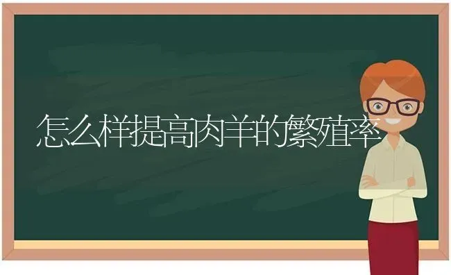 怎么样提高肉羊的繁殖率 | 家畜养殖