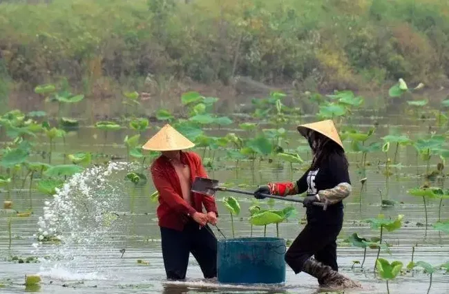 藕塘套养小龙虾模式分享，藕的毛利都在7000元/亩