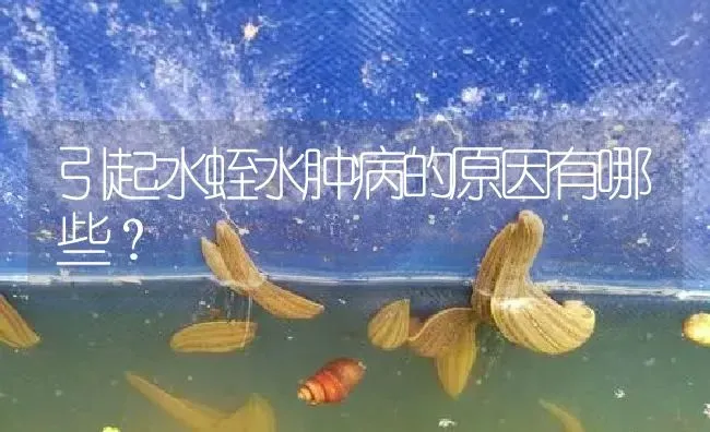 引起水蛭水肿病的原因有哪些？ | 特种养殖