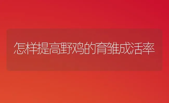 怎样提高野鸡的育雏成活率 | 家禽养殖