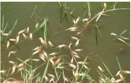 夏季暴雨前后南美白对虾池塘管理措施分享