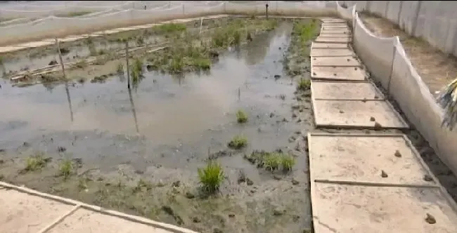 养殖黑斑蛙 开启致富门—湖北随州随县安居镇范家岗村的养青蛙故事