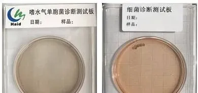 防病=赚钱！金九银十，做好这一点，养鱼发病率降低14.4%