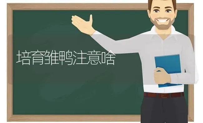 培育雏鸭注意啥 | 家禽养殖