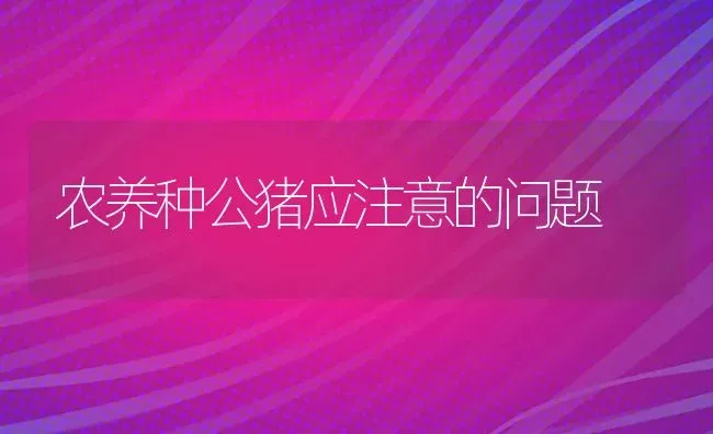 农养种公猪应注意的问题 | 家畜养殖