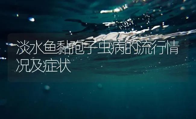 淡水鱼黏孢子虫病的流行情况及症状 | 养殖病虫害防治