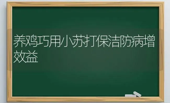 养鸡巧用小苏打保洁防病增效益 | 家禽养殖