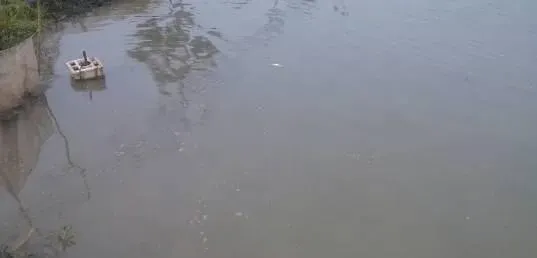 加州鲈池塘亚硝酸盐高的处理方案