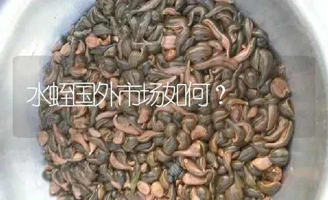 水蛭国外市场如何？ | 特种养殖