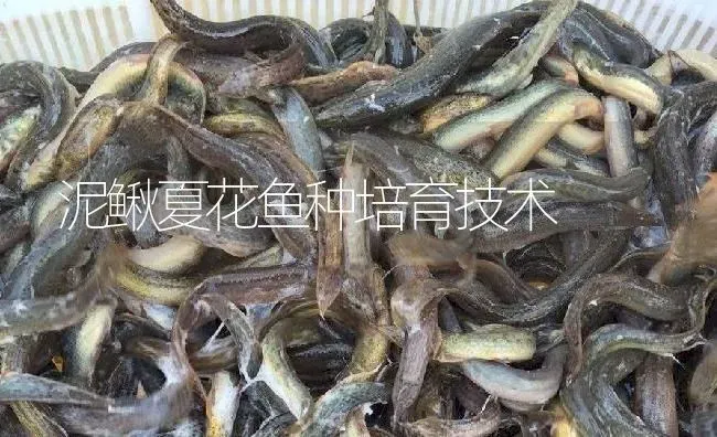 泥鳅夏花鱼种培育技术 | 淡水养殖
