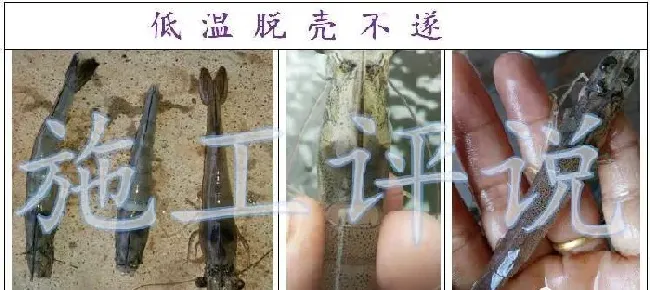 降温期南美白对虾养殖户如何护理好脱壳，避免脱壳不遂偷死