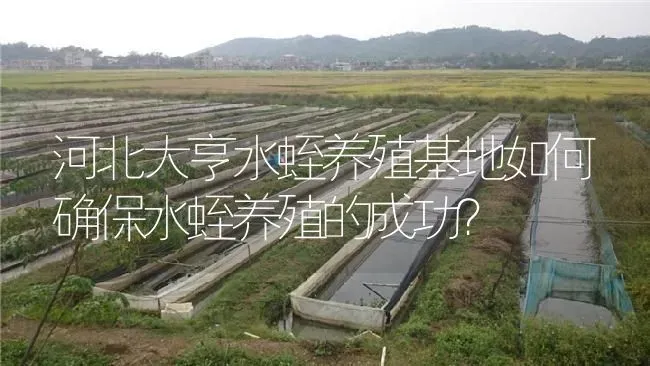 河北大亨水蛭养殖基地如何确保水蛭养殖的成功？ | 特种养殖