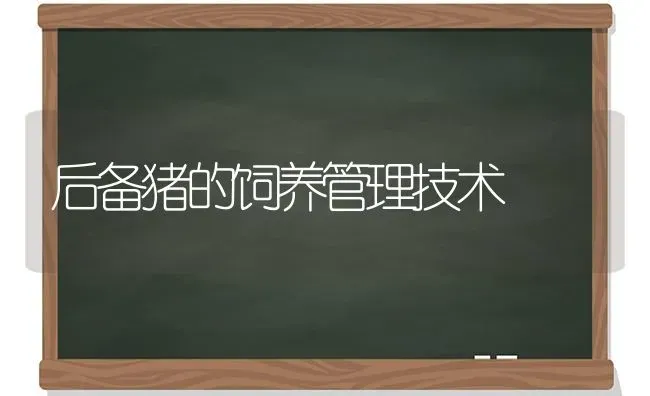 后备猪的饲养管理技术 | 家畜养殖