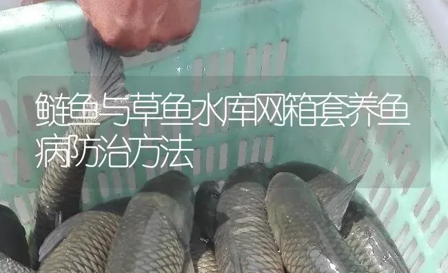 鲢鱼与草鱼水库网箱套养鱼病防治方法 | 淡水养殖