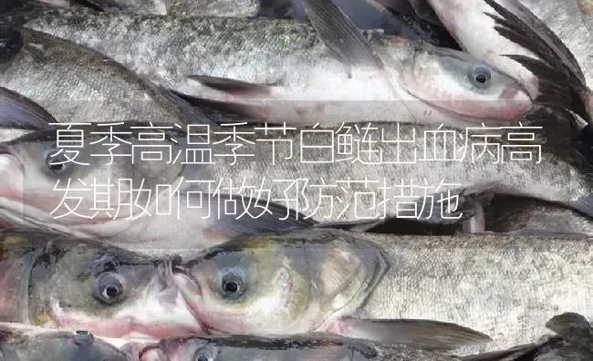 夏季高温季节白鲢出血病高发期如何做好防范措施 | 淡水养殖