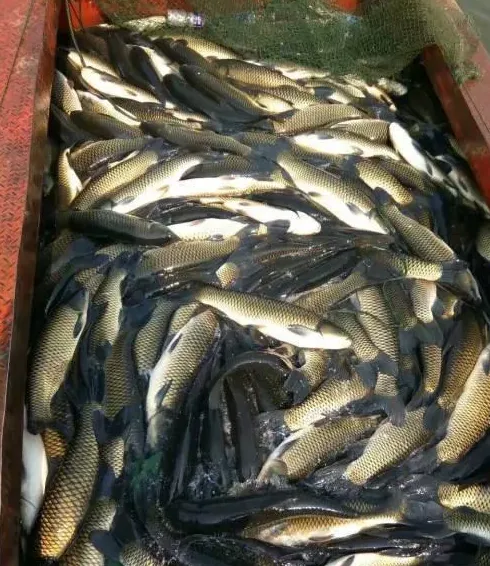 秋季卖鱼高峰，网箱养鱼户出鱼请牢记这几点