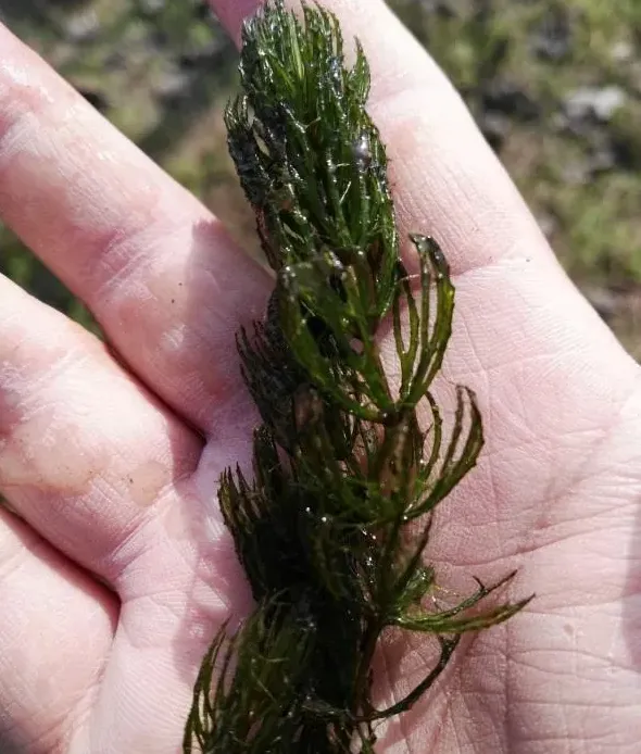 冬春季节养殖小龙虾第二篇：水草种植