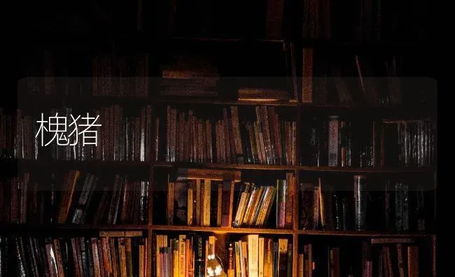 槐猪 | 家畜养殖