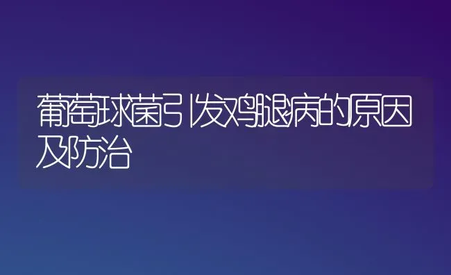 葡萄球菌引发鸡腿病的原因及防治 | 家禽养殖