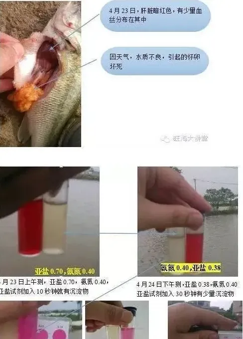 加州鲈池塘亚硝酸盐高的处理方案
