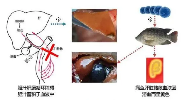 淡水鱼类肝脏疾病的那些事儿