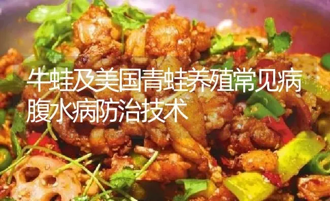 牛蛙及美国青蛙养殖常见病腹水病防治技术 | 特种养殖
