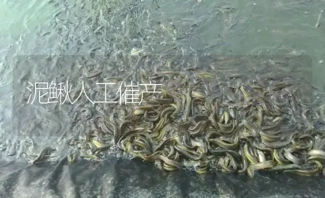 泥鳅人工催产 | 淡水养殖