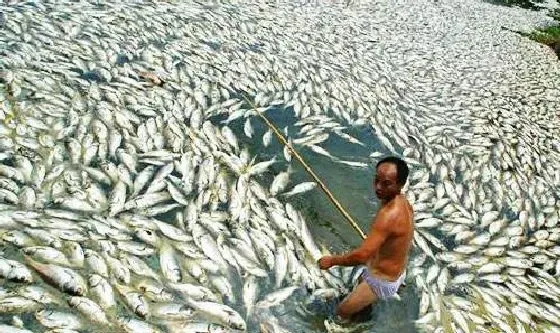 究竟是泛塘了还是中毒了？这里有详解和高招