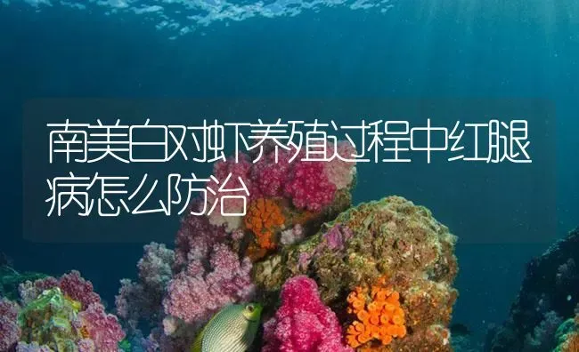 南美白对虾养殖过程中红腿病怎么防治 | 海水养殖