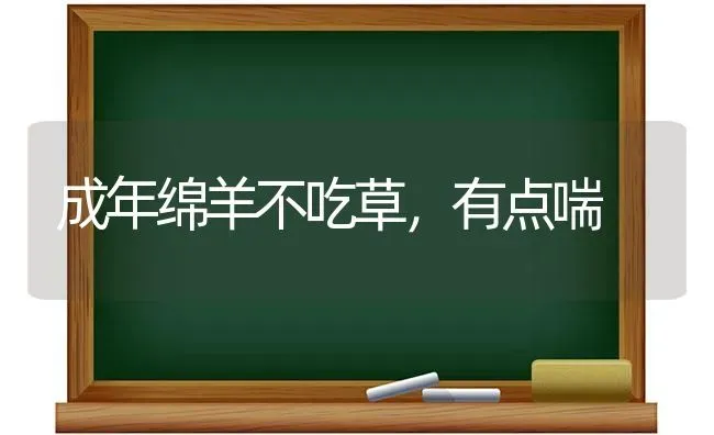 成年绵羊不吃草，有点喘 | 家畜养殖