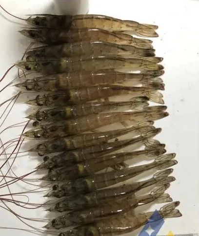 [每周一例]南美白对虾肝肠胞虫（EHP）和肝胰腺细小病毒（HPV）混合感染