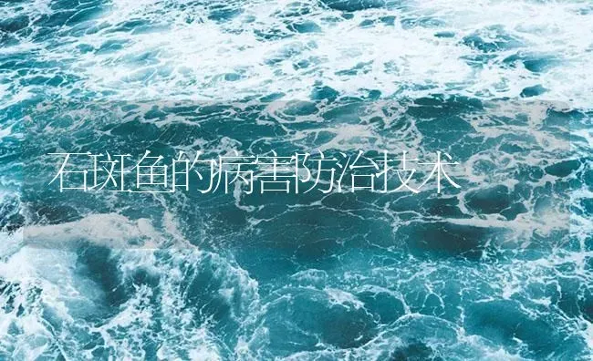 石斑鱼的病害防治技术 | 海水养殖